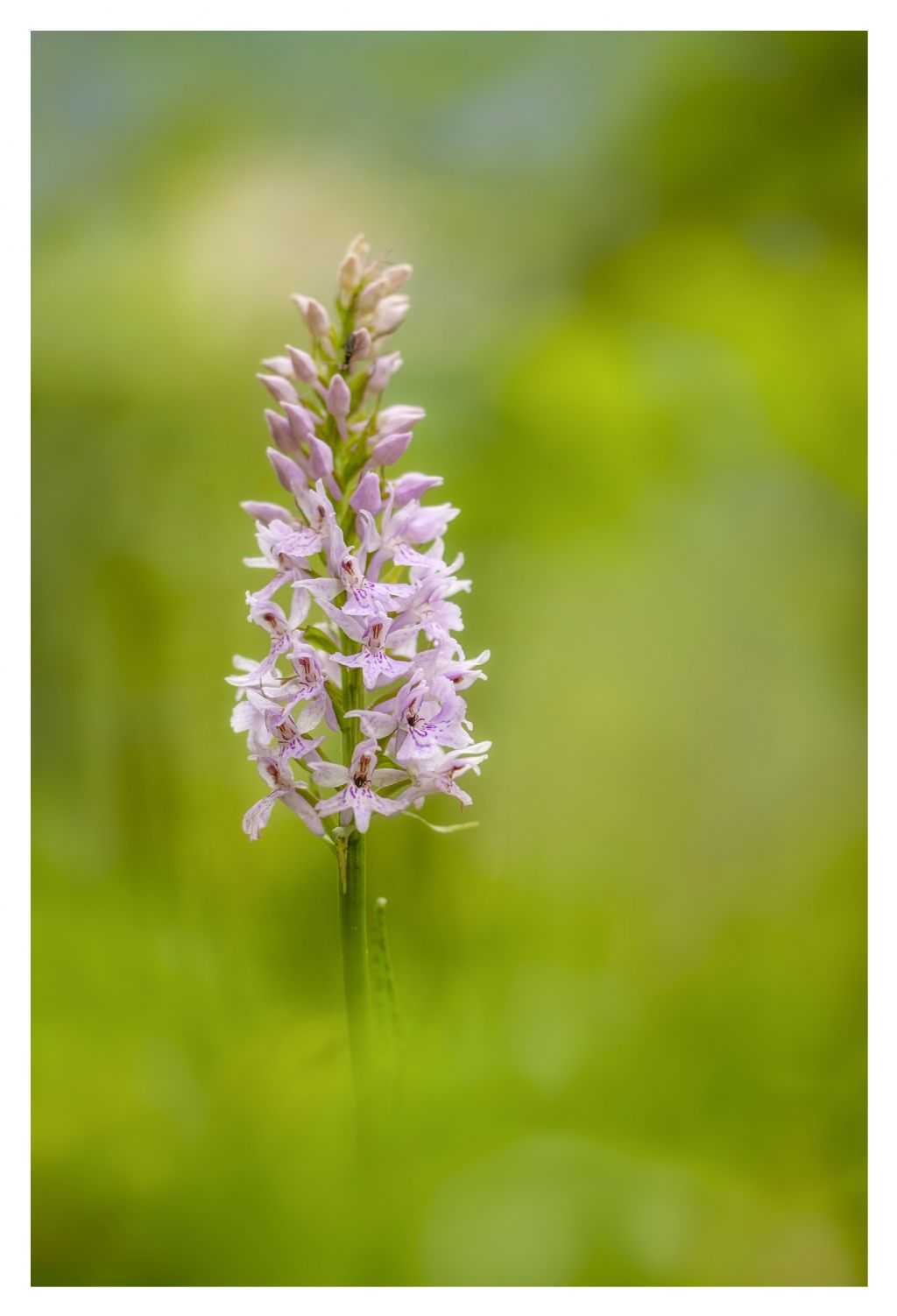 Id orchidea